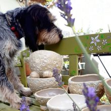 Näpfe für Hunde aus Keramik